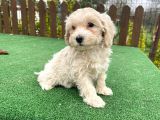 Orji̇nal Malti̇poo Yavrular