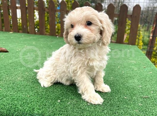 Orji̇nal Malti̇poo Yavrular görsel
