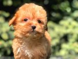 Red F2 Maltipoo Bebek