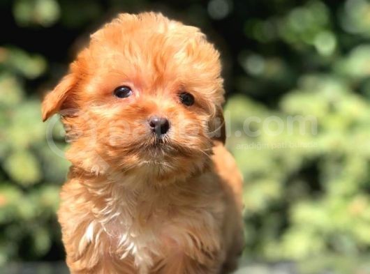 Red F2 Maltipoo Bebek görsel