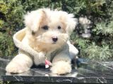 Wc Eğitimli Dizayn Irk Morkie Yavrumuz