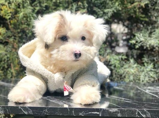 Wc Eğitimli Dizayn Irk Morkie Yavrumuz görsel