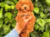 Red Toy Poodle Erkek Yavrumuz