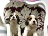 Orjinal Irk Ve Sağlık Garantili Beagle Yavrular