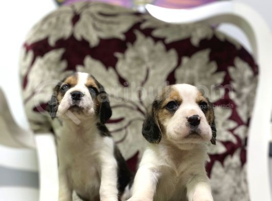 Orjinal Irk Ve Sağlık Garantili Beagle Yavrular