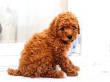 Toy Poodle Red Brown A Kalite Irk Ve Sağlık Garantili