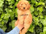 Dark (Koyu) Apricot Toy Poodle Erkek Yavrumuz