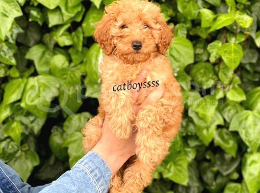 Dark (Koyu) Apricot Toy Poodle Erkek Yavrumuz görsel