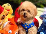 Bebek Surat Toy Poodle Yavrular Wc Eği̇ti̇mli̇