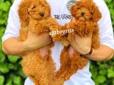 Dark Apricot Ve Red Toy Poodle Yavrular