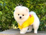 Ayı Surat Pomeranian