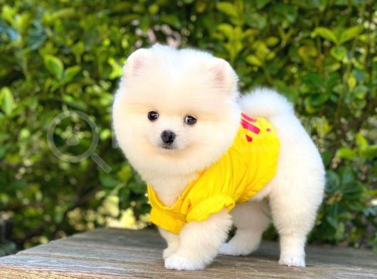 Ayı Surat Pomeranian