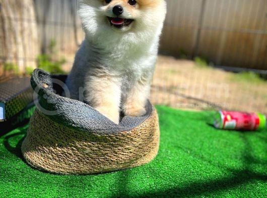 Ayı Surat Pomeranian Boo Yavrularımız