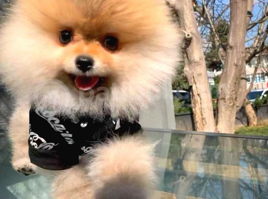 Aa Kalite Tcup Yakışıklı Pomeranian Oğlumuz Fanta