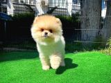 Ayı Surat Pomeranian Boo Yavrularımız