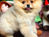 Ayı Surat Pomeranian Boo Oğlumuz Carlos
