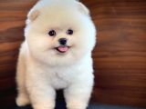 Sevimli Ve Sempatik Pomeranian Boo Kızımız Molly