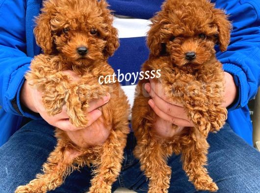 Dişi Ve Erkek Red Brown Toy Poodle Yavrular görsel