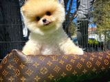 Ayı Surat Pomeranian Boo Yavrularımız