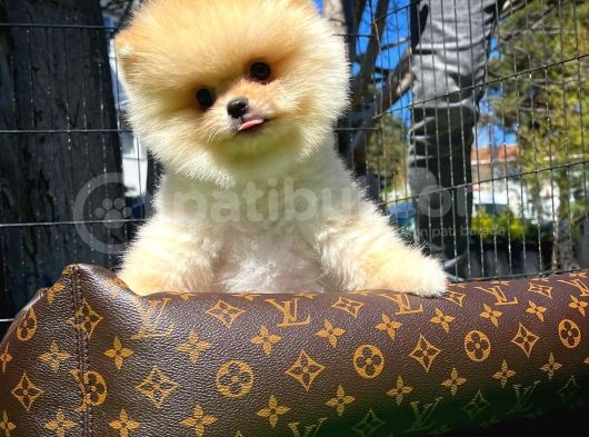 Ayı Surat Pomeranian Boo Yavrularımız görsel