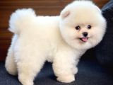 Sevimli Ve Sempatik Pomeranian Boo Kızımız Molly
