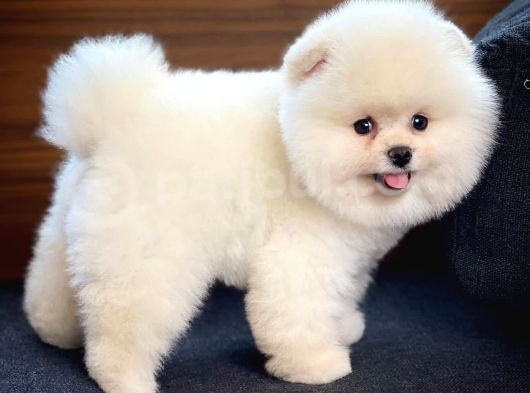 Sevimli Ve Sempatik Pomeranian Boo Kızımız Molly görsel