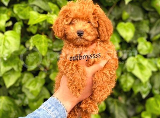 Red Toy Poodle Erkek Yavrumuz görsel