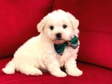 Prenses Kızımız Maltese Terrier