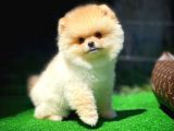 Ayı Surat Pomeranian Boo Yavrularımız