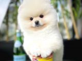 Sevimli Ve Sempatik Pomeranian Boo Kızımız Molly
