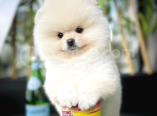 Sevimli Ve Sempatik Pomeranian Boo Kızımız Molly görsel