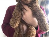 3 Aylık Red Toy Poddle Yavrumu Sahiplendiriyorum