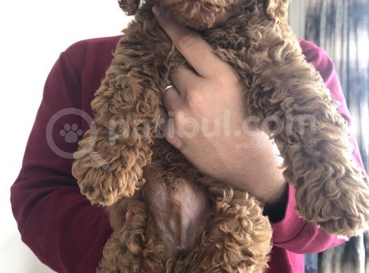 3 Aylık Red Toy Poddle Yavrumu Sahiplendiriyorum görsel