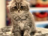 Longhair Scottish Fold Erkek Yavrumuz