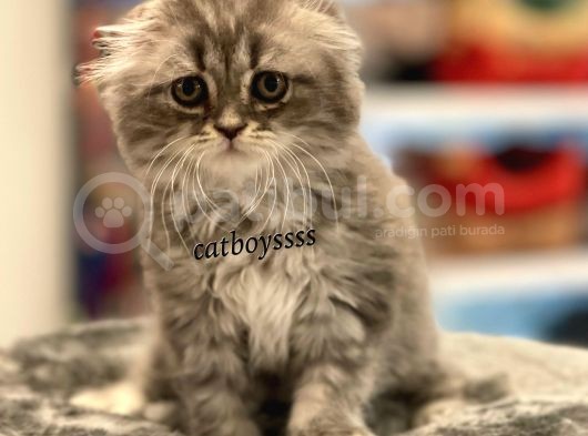 Longhair Scottish Fold Erkek Yavrumuz