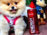 Irk Ve Sağlık Garantili Pomeranian Boo Yavrularımız