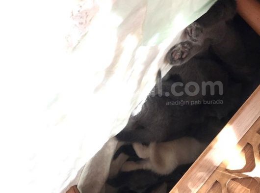 1.Kali̇te Safkan Scoti̇sh Fold görsel