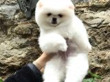Orji̇nal Pomerani̇an Boo Di̇şi̇ Ve Erkek Yavrular