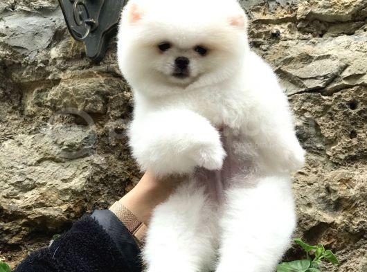 Orji̇nal Pomerani̇an Boo Di̇şi̇ Ve Erkek Yavrular görsel