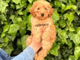 Dark (Koyu) Apricot Toy Poodle Erkek Yavrumuz