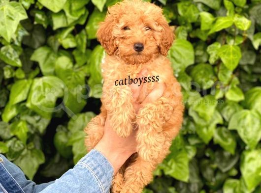 Dark (Koyu) Apricot Toy Poodle Erkek Yavrumuz görsel