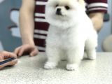 Orji̇nal Pomerani̇an Boo Di̇şi̇ Ve Erkek Yavrular