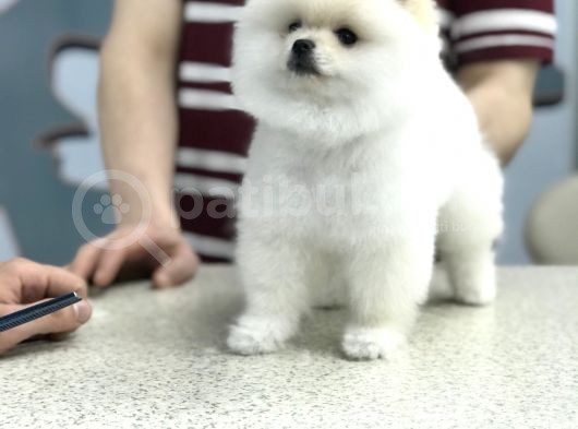 Orji̇nal Pomerani̇an Boo Di̇şi̇ Ve Erkek Yavrular görsel