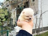 Tedy Bear Micro Boy Pomeranın Boo Bebegımız