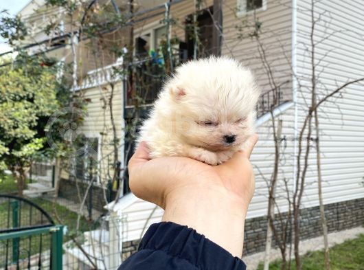 Tedy Bear Micro Boy Pomeranın Boo Bebegımız görsel