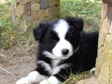 Dünyanın En Zeki Köpeği Border Collie A Kalite Yavrular