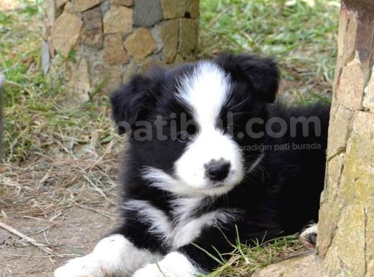 Dünyanın En Zeki Köpeği Border Collie A Kalite Yavrular görsel