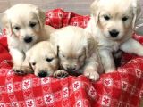 Golden Retriever Yavruları