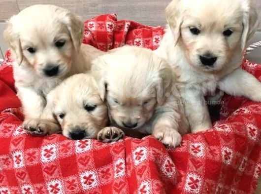 Golden Retriever Yavruları