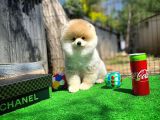 Ayı Surat Pomeranian Boo Yavrularımız